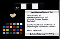 Foto (Objekt + Etikett) von Mesogalathea striata (Remeš, 1895)  (NHMW-GEO-1990-0041-2962)